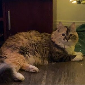 Meet your Posher, Leanne